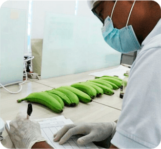 Colombia desarrolla un innovador producto a base de banano