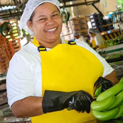 Madre cabeza de hogar planta de harina de banano verde banaplus