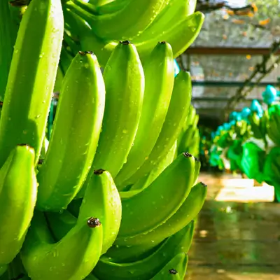 Planta banaplus harina de banano verde