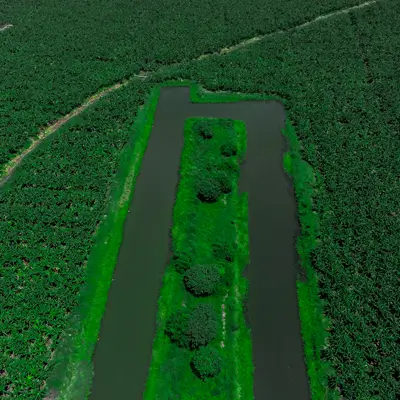 bananera de colombia banaplus banavital