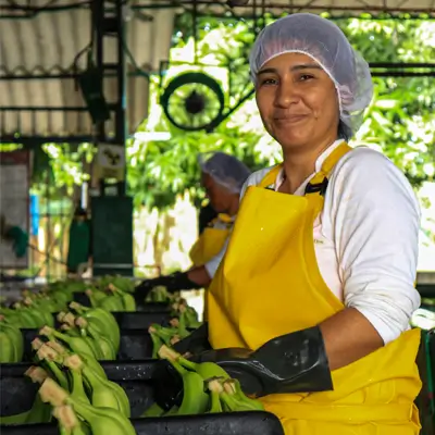 capital humano planta bananera banaplus banavital