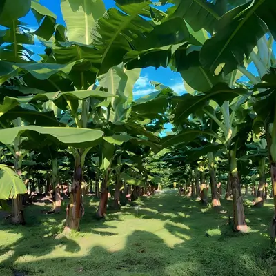 planta bananera magdalena colombia banaplus