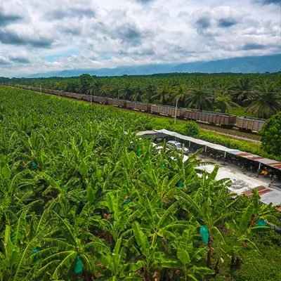 planta de banano banaplus magdalena colombia