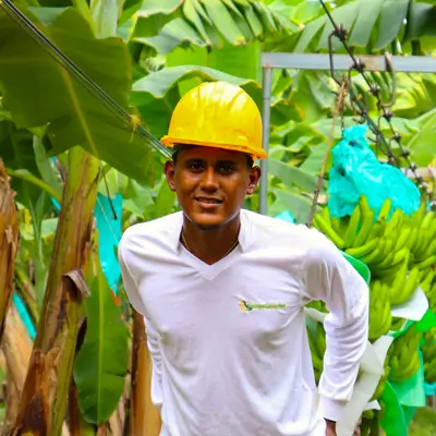 talento humano de planta bananera magdalena colombia banaplus